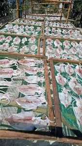 ปลาหมึกแห้งขายดีที่สุดสำหรับอาหารว่าง การเตรียมอาหาร และช่องทางการจัดหาเชิงพาณิชย์ เวียดนาม - Product Image 5