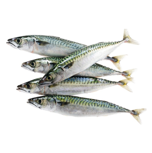 Vendedor mayorista de pescado macarela española entera congelada a precio económico - Product Image 6