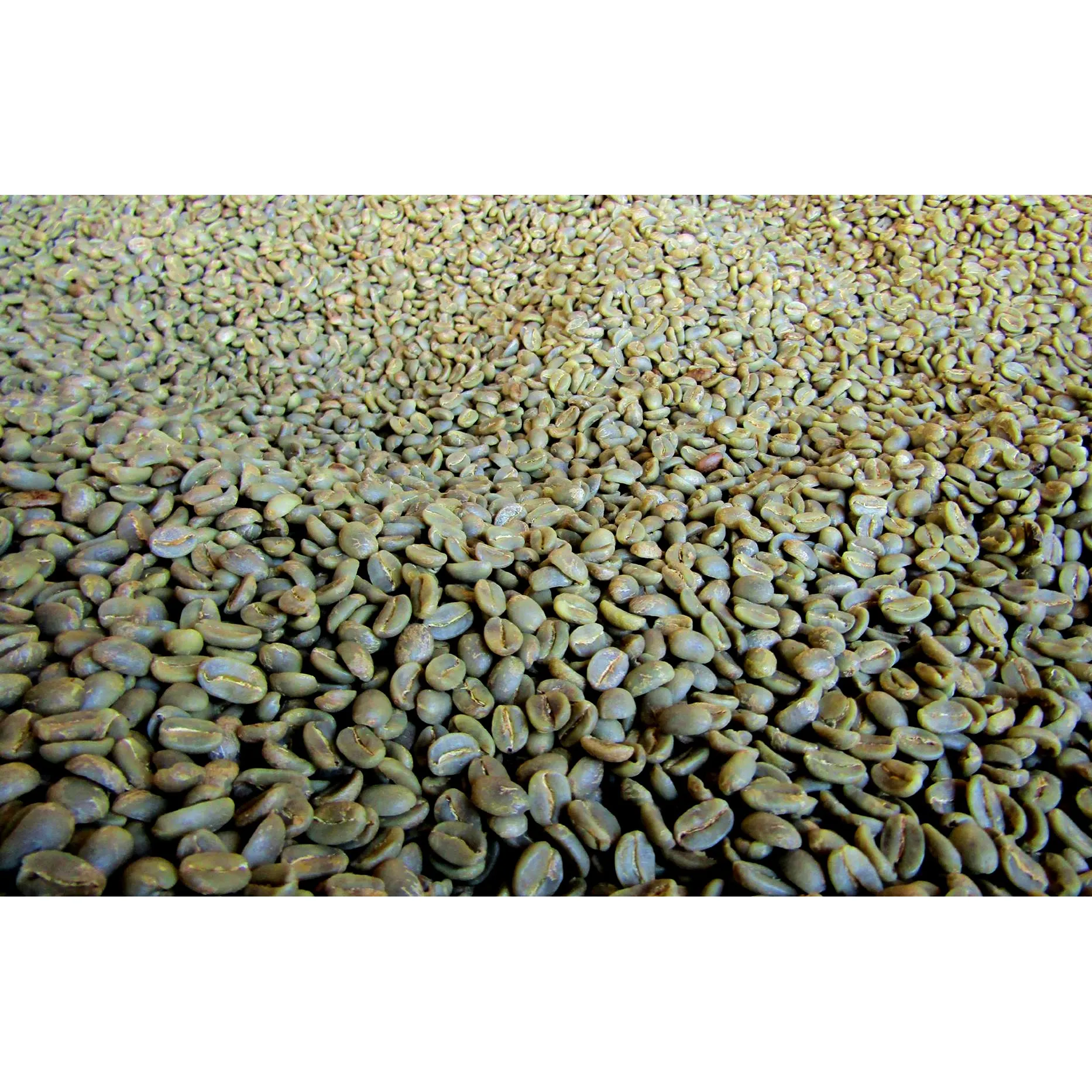 Factory Supplier Premium Robusta Coffee High Quality Ethiopian coffee bean green Robusta