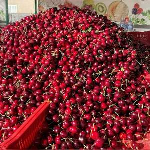 Premium Grade AA <b>Red</b> Cherries | Firm Texture & High Brix (18\%+) | 2026 Fresh <b>Harvest</b> Export - Product Image 5