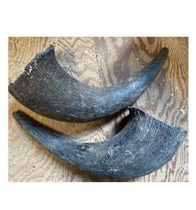 Bulk Buffalo Horns for Sale Perfect for Artisans <b>Craft</b> <b>Supplies</b> Knife Makers and Home Decor Enthusiasts - Product Image 6