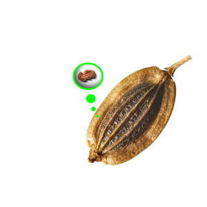 ผักชีฝรั่ง | ส่วนผสมสมุนไพรทำอาหารสำหรับแบรนด์ออร์แกนิก - Product Image 2