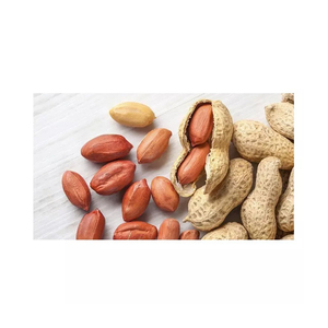 Arachides de qualité supérieure, vente en gros, prix bas, noix nutritives - Product Image 5