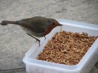 Mouche séchée lyophilisée de protéines pour petits animaux pour animaux de compagnie et pour la farine de mouche de poisson-asticots séchés
