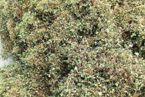 เครื่องดื่มเพนนีเวิร์ท/เซนเทลล่าแบบใช้สำหรับระบายความร้อนและควบคุมอาหาร - Product Image 2