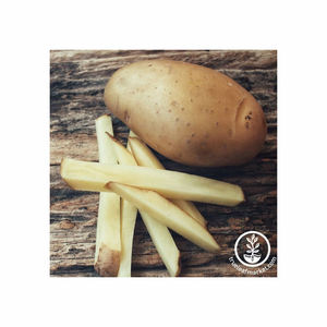 Pommes de terre douces biologiques de haute qualité grossistes professionnels d'exportation pommes de terre fraîches au prix - Product Image 3