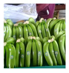 Vietnam Fresh Cavendish Green Banana Available For Sale in Wholesale Cheap Price - Supply Fresh Cavendish Banana For Markets