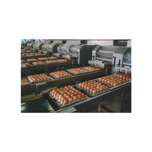 Huevos de mesa de pollo fresco de granja Huevos de pollo de cáscara marrón y blanca/Variedad de tamaño L, XL Producto Huevos de mesa frescos Oferta Muestra gratis - Product Image 5