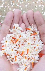 Aceite de Perfume Concentrado Harsingar (Parijatak) de Alta Calidad, 1 KG, Fragancia Floral para Uso Diario y Elaboración de Perfumes, Larga Duración - Product Image 2