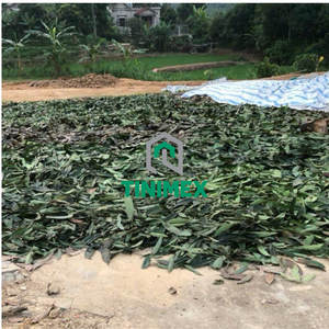 ใบซินนามอนตากแดดสะอาดกลิ่นหอม dalchini patta hojas de Canela สำหรับผู้นำเข้าเครื่องเทศ - Product Image 6