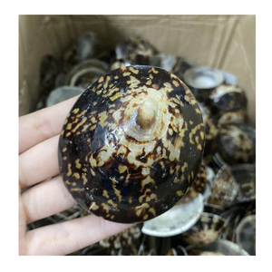 Le fabricant vietnamien 99 Gold Data propose une coquille de limpet pour les expositions d'art de coquille et les utilisations artisanales sur le thème côtier - Product Image 1