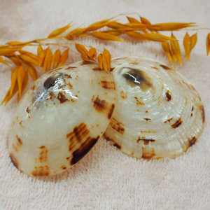 CÁSCARAS DE LÁMPARA NATURAL PARA EMBARAZADAS MEJOR VENDEDOR SHELL MUY RECOMENDABLE MUJER COMFORT MOM'S NIPPLE - Product Image 4