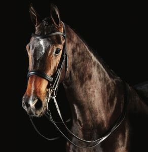 Brida de caballo de cuero genuino de diseño personalizado de alta calidad al por mayor de los fabricantes - Product Image 5