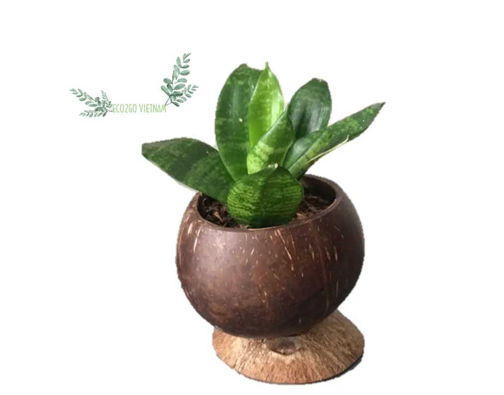 Vietnamese Wholesale 2024 Natural Coconut Shell Plant Flower Pot For Planting Flowers, Plants And Decorating Your Garden