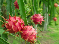Goedkope Prijs Seizoen Dragon Fruit Fruit Uit Vietnam Export Naar Eu, Usa, Korea