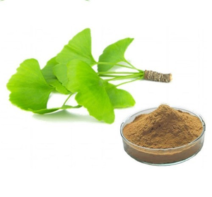 Thực phẩm cấp <span class=keywords><strong>Ginkgo</strong></span> <span class=keywords><strong>Biloba</strong></span> lá chiết xuất 10:1 20:1 thảo dược bổ sung <span class=keywords><strong>Ginkgo</strong></span> <span class=keywords><strong>Biloba</strong></span> chiết xuất <span class=keywords><strong>Ginkgo</strong></span> lá chiết xuất bột - Product Image 4