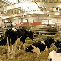 Structure en acier léger préfabriquée à faible coût, construction rapide, design moderne, panneaux isolés pour l'élevage des animaux