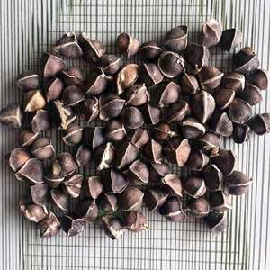 Graines de Moringa séchées (graines de Moringa oleifera) à vendre - Product Image 2