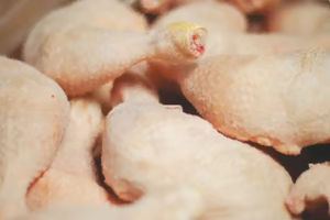 Filets de poulet halal surgelés Exportation en vrac Qualité supérieure Certifié halal Protéines riches en protéines Viande fraîche saine - Product Image 5