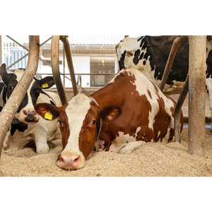 High Quality Soft Pine Wood Chips <b>Large</b> Quantities Exported From Vietnam for Pet <b>Mats</b> & Pads - Product Image 2