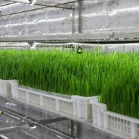 Contenedor Automatizado para Cultivo de Forraje para Ganado, Ovejas y Caballos, con Control Inteligente por IOT, Directo de Fábrica
