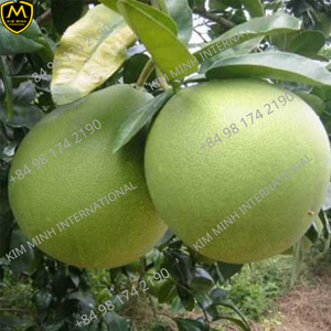 POMELO FRAIS/Agrumes maxima DU VIET NAM - Product Image 2