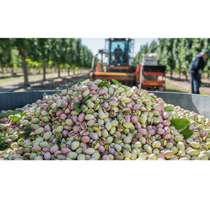 Vente en gros de pistaches crues séchées naturelles biologiques pistaches grillées collations saines et nutritives - Product Image 1