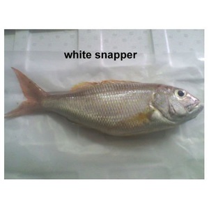 Poisson snapper blanc congelé en gros, prix compétitif, fruits de mer en vrac - Product Image 2