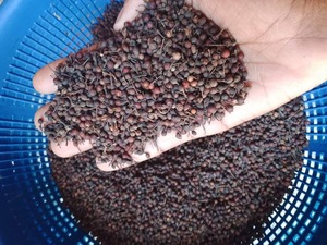 Poivre noir cru sauvage de Voatsiperifery, Madagascar, qualité supérieure, en vrac, naturel, séché, VANILLE HARVEST 24, herbes et épices individuelles - Product Image 3