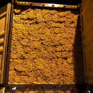 Jacinto de agua seca de alta calidad crudo utilizado para artesanías al por mayor al mejor precio de Vietnam - Product Image 3