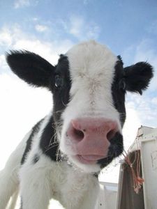 Bò Sữa <span class=keywords><strong>holstein</strong></span>-friesian năng suất cao bò <span class=keywords><strong>holstein</strong></span> đóng gói cho sản xuất sữa cao cấp - Product Image 5