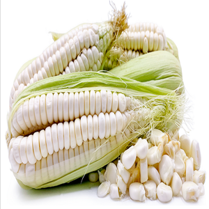 Producto agrícola brasileño Grano a granel Maíz seco blanco Kernal Maíz seco Maíz blanco seco Mejor precio En stock para la venta - Product Image 4