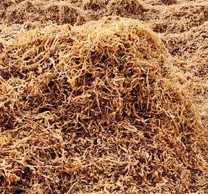 Herbes à rouler Choix plus sain Mélanges pour fumer alternatifs Herbes à rouler Mélange américain Spirit Golden Herbs Virginia Amber Leaf - Product Image 6