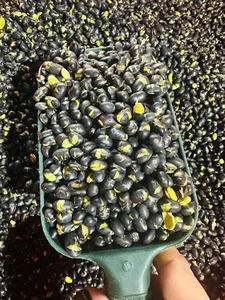 Soja Negra Entera Tostada de Grado Alimenticio, OEM ODM para Marcas Minoristas y Mercados Internacionales - Product Image 4