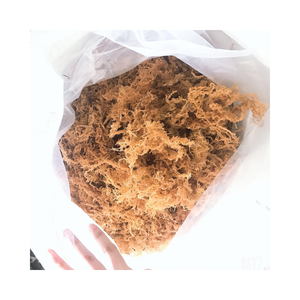 Eucheuma cottonii อบแห้งและเก็บรักษาตามธรรมชาติสำหรับอิมัลซิไฟเออร์ธรรมชาติและเครื่องดื่มเพื่อสุขภาพ - Product Image 3