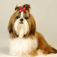 Vente chaude : Accessoires de toilettage pour animaux de compagnie (chats et chiens) : Nœuds papillon en mousse de coton, multicolores et aux motifs personnalisés