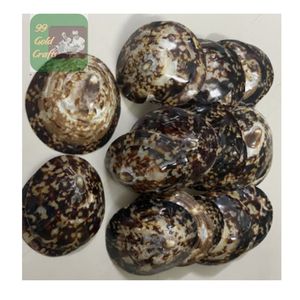 CARCASAS LIMPET PULIDAS Y NATURALES DE VIETNAM PARA MADRES EN LACTANCIA, ARTESANÍA DE RESINA Y PROYECTOS DE DECORACIÓN DEL HOGAR - Product Image 6