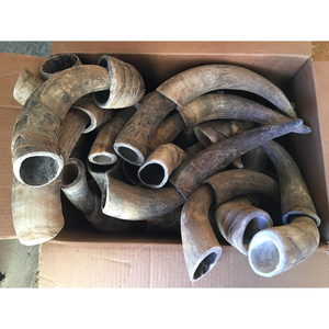 Cornes de boeuf naturelles HornHeritage avec murs épais Paire de cornes de vache en poudre noire décoratives pour les projets d'affichage et d'artisanat rustiques - Product Image 6