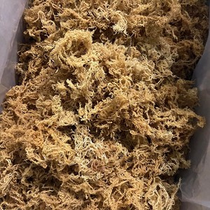 Musgo Marino Seco Natural de Vietnam, Eucheuma Cottonii Cruda, Alga Irlandesa Dorada Spinosum, Silvestre, Paquete a Granel, Marca Personalizada Disponible - Product Image 5