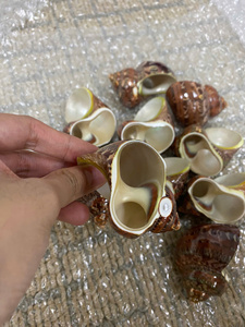 ห่วงใส่ผ้าเช็ดปากเปลือกหอยสวยงามจากธรรมชาติและที่ใส่ผ้าเช็ดปากแบบขัดเงา - Product Image 2