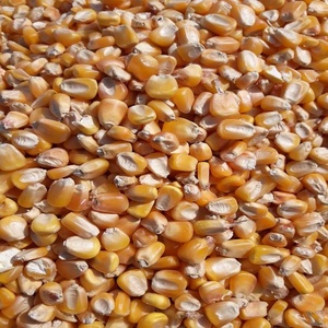 Maïs jaune, maïs séché, aliment pour animaux, emballé en sacs de 50 kg en polypropylène, directement d'Inde - Product Image 6