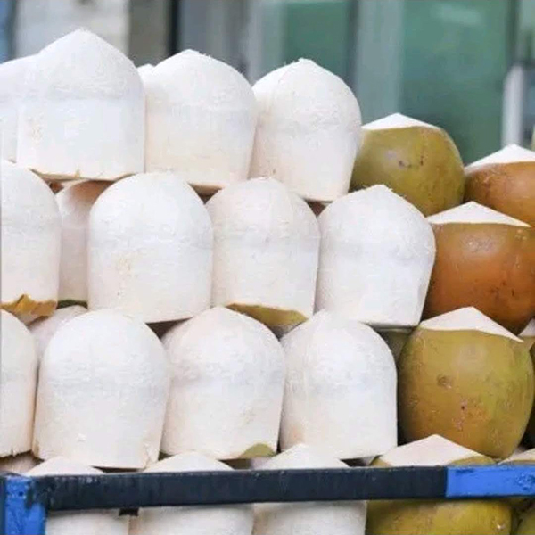 Coconut Fresh Young Without Husk with Perfect Quality