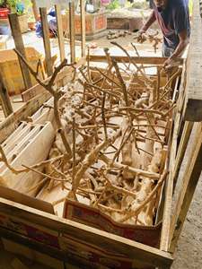 <span class=keywords><strong>Java</strong></span> gỗ Vẹt Chim cá rô cây đứng 100% cà phê gỗ từ trang trại Sen Xanh Việt Nam | Hani - Product Image 6