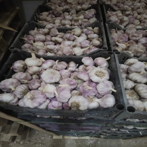 Ajo Fresco de la Nueva Temporada 2026 para Exportación a Senegal, Empacado en Cajas de 25 kg, Bulbos Blancos de Alta Calidad, Venta al por Mayor y al por Menor, Uttaradit - Product Image 3