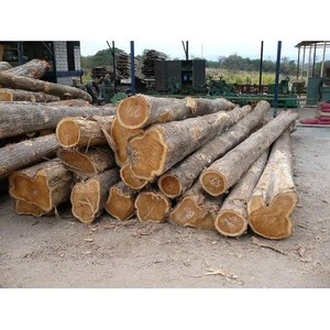 Grumes Cumaru Grumes de teck brésilien Bois Cumaru Grumes de cumaru de qualité supérieure Bois de teck brésilien - Product Image 4