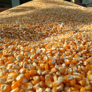 เมล็ดเสาวรสแห้ง18-20ซม. บริสุทธิ์สูงทำจากข้าวโพดสีเหลืองไม่ผ่านการเก็บรักษา - Product Image 2