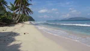 Projets de meubles sur mesure longs en hêtre Bûches de bois de qualité à prix compétitif pour l'artisanat - Product Image 2