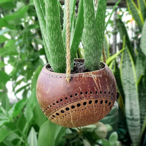 De coco NATURAL cáscara olla de flor plantación o jardinería/hecho a mano de cáscara de coco olla/cáscara de coco pote de flor - Product Image 6