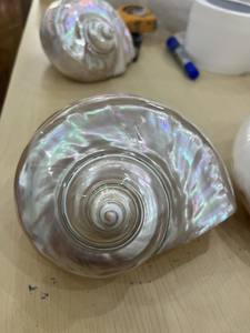 เปลือกเทอร์โบสีเขียวแบบเกลียวพรีเมี่ยมเหมาะสำหรับการตกแต่งภายในในรูปแบบทะเล - Product Image 6