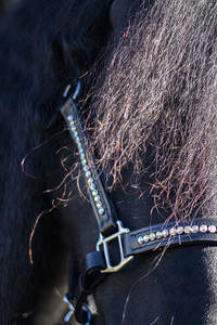 Arc-en-ciel Bling Cheval Équestre Halter À La Mode Camouflage Pliable En Cuir Noir Élégant Cheval Accessoire - Product Image 5